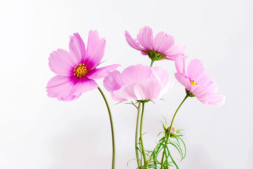 cosmea Top 5 Best Proposal Flowers that Speak the Language of Love