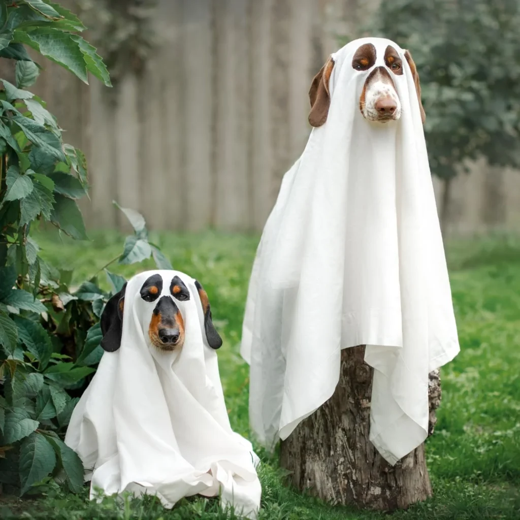 A pet dressed in a small white ghost sheet costume sitting indoors.